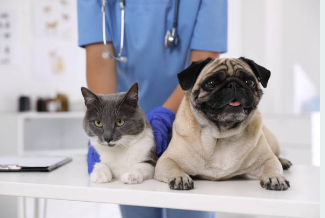 Consulta Veterinária Local